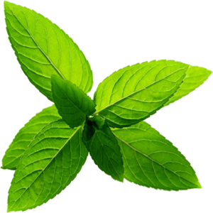 Peppermint leaves on a white background