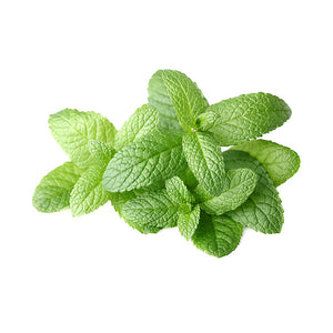 Green fresh mint leaves in the white background.