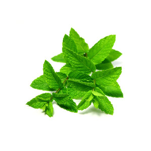Menthol leaves on a white background.